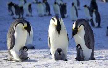 Urocze pingwiny