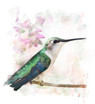 Zielony koliber, ptak