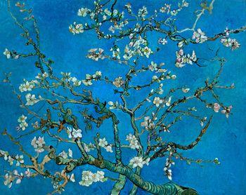 Kwitnący migdałowiec, Vincent van Gogh